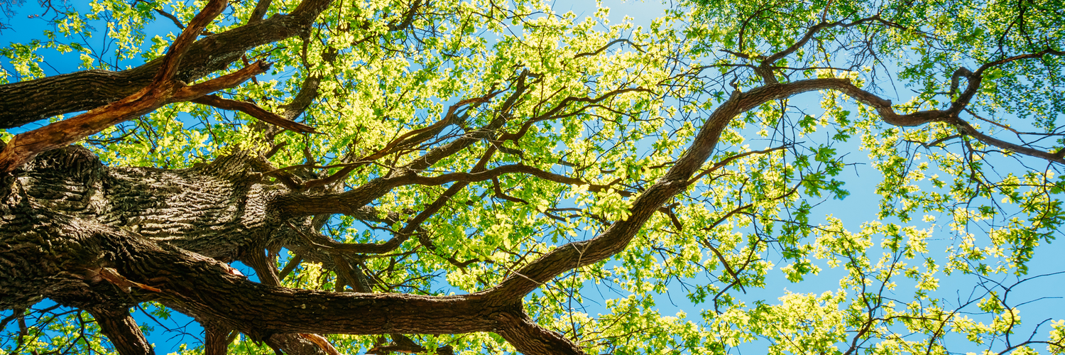 Arborist Insurance Massachusetts