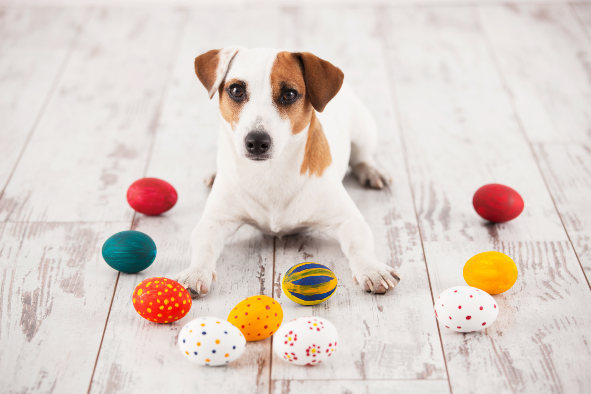 Pet Boarding Insurance in Massachusetts | Haberman Insurance Group